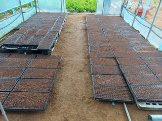 박영선님의 들깨 · 영농일지 작성글 사진