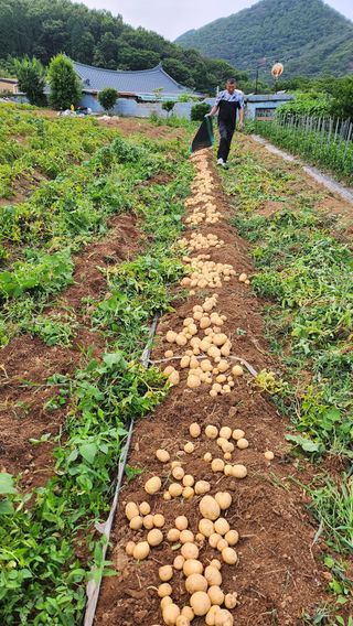 김양미건우네벌꿀농장님의 자유주제 · 자유게시판 작성글 사진