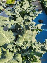 팜모닝 자유주제·자유게시판 게시글 이미지