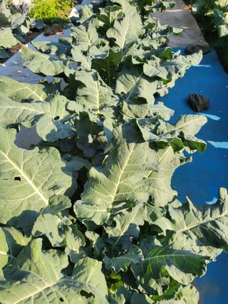 대운이네농원님의 자유주제 · 자유게시판 작성글 사진