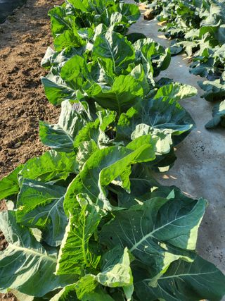 대운이네농원님의 자유주제 · 자유게시판 작성글 사진