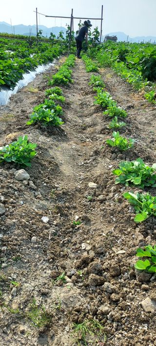이경옥님의 자유주제 · 자유게시판 작성글 사진