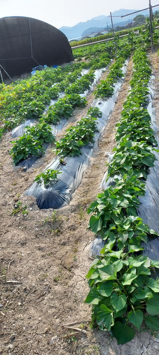 이경옥님의 자유주제 · 자유게시판 작성글 사진