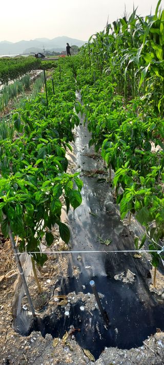 이경옥님의 자유주제 · 자유게시판 작성글 사진