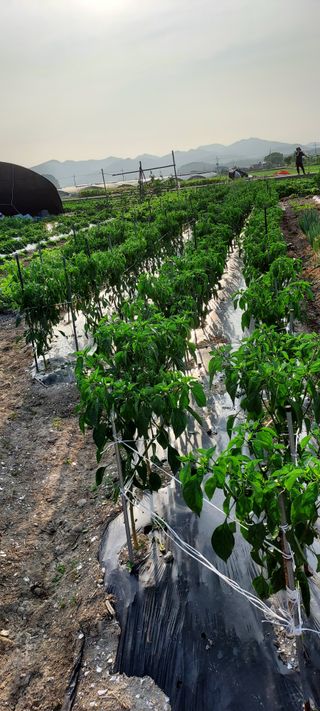 이경옥님의 자유주제 · 자유게시판 작성글 사진