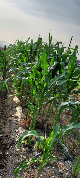 이경옥님의 자유주제 · 자유게시판 작성글 사진