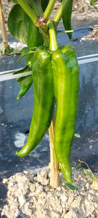 이경옥님의 자유주제 · 자유게시판 작성글 사진