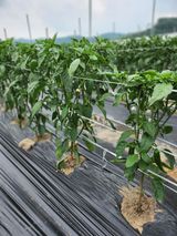 팜모닝 고추·영농일지 게시글 이미지