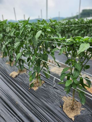 김창순님의 고추 · 영농일지 작성글 사진