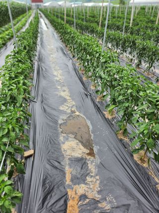 김창순님의 고추 · 영농일지 작성글 사진