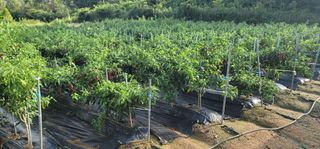 윤병주님의 고추 · 병해충상담 작성글 사진