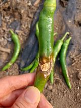 팜모닝 고추·영농일지 게시글 이미지