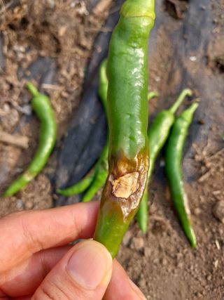 하늘샘(하경수)님의 고추 · 영농일지 작성글 사진