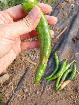 하늘샘(하경수)님의 고추 · 영농일지 작성글 사진