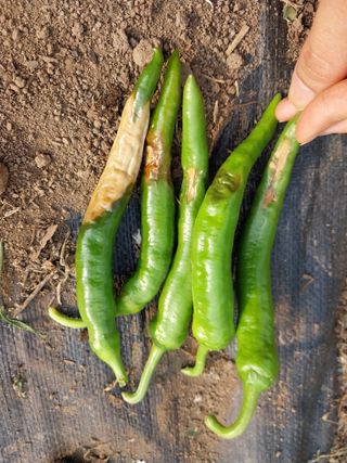 하늘샘(하경수)님의 고추 · 영농일지 작성글 사진