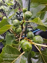 팜모닝 🎤어떤 노래 좋아하세요?·참여글 게시글 이미지