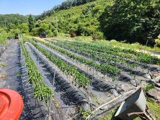 이덕수님의 자유주제 · 자유게시판 작성글 사진