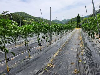 이덕수님의 자유주제 · 자유게시판 작성글 사진