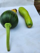 팜모닝 호박·병해충상담 게시글 이미지