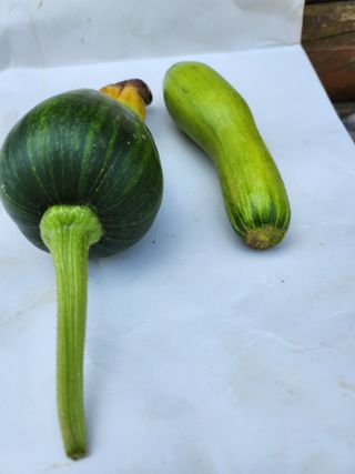 황공이오님의 호박 · 병해충상담 작성글 사진