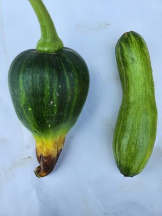 황공이오님의 호박 · 병해충상담 작성글 사진