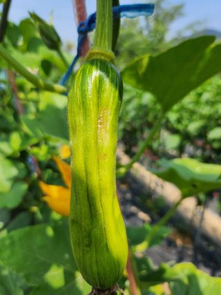 황공이오님의 호박 · 병해충상담 작성글 사진