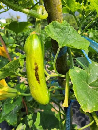 황공이오님의 호박 · 병해충상담 작성글 사진