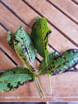 태ㅡㅡ양님의 기타작물 · 병해충상담 작성글 사진