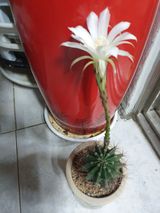 팜모닝 자유주제·자유게시판 게시글 이미지