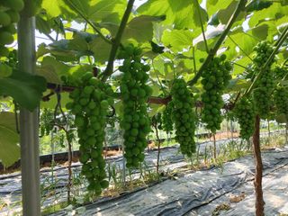 한가뫼님의 자유주제 · 자유게시판 작성글 사진