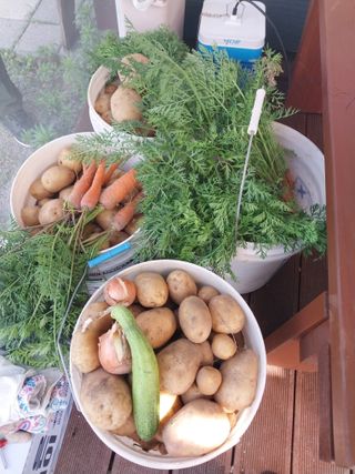 아름다운강산님의 감자 · 영농일지 작성글 사진