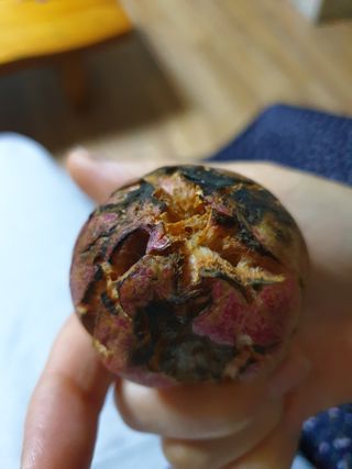 박송자님의 복숭아 · 병해충상담 작성글 사진