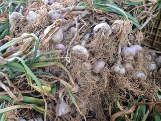 징금다리님의 마늘 · 영농일지 작성글 사진