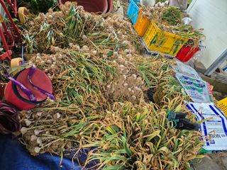 징금다리님의 마늘 · 영농일지 작성글 사진