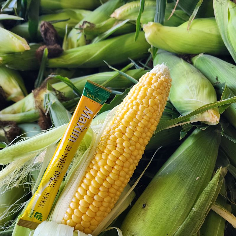 장터 상품 [제주초당옥수수] 썸네일