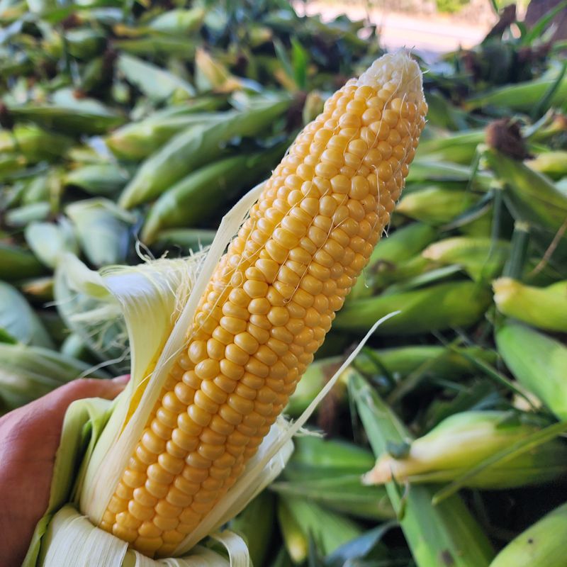 김영미(용흥팜)님의 장터 판매 상품 [제주초당옥수수] 첨부 사진