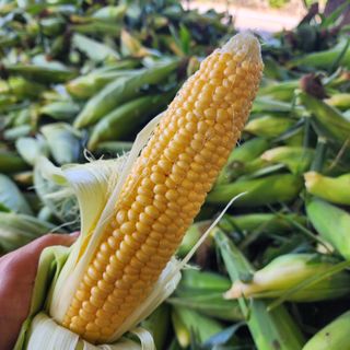 김영미(용흥팜)님의 작성글 사진