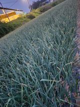 팜모닝 · 게시글 이미지