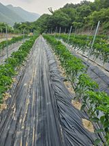 팜모닝 고추·영농일지 게시글 이미지