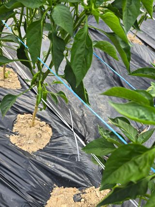 권춘화님의 고추 · 영농일지 작성글 사진