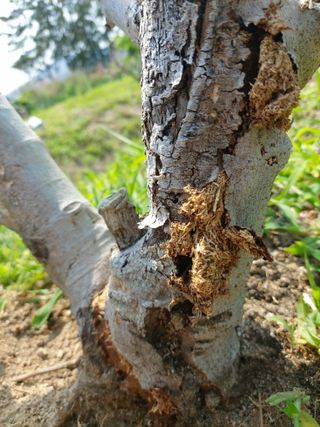 해파랑농원님의 농사, 무엇이든 물어보세요! · 참여글 작성글 사진