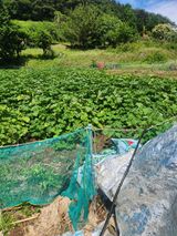 팜모닝 호박·영농일지 게시글 이미지