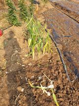 팜모닝 마늘·영농일지 게시글 이미지