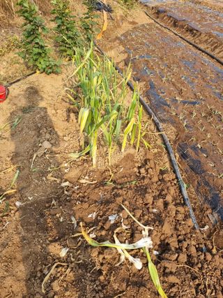 신영철(충남청양군)님의 마늘 · 영농일지 작성글 사진