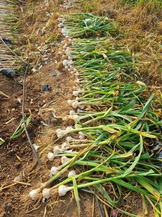 신영철(충남청양군)님의 마늘 · 영농일지 작성글 사진