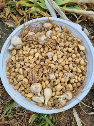 신영철(충남청양군)님의 마늘 · 영농일지 작성글 사진