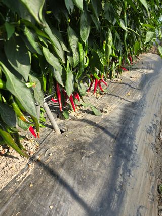 팜모님정보감사합니다님의 고추 · 영농일지 작성글 사진