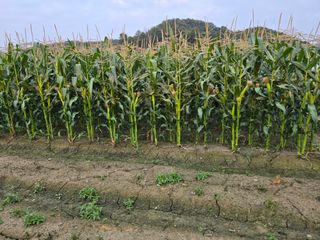팜모님정보감사합니다님의 고추 · 영농일지 작성글 사진