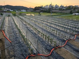 홍성덕님의 고추 · 영농일지 작성글 사진