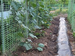 홍성덕님의 고추 · 영농일지 작성글 사진